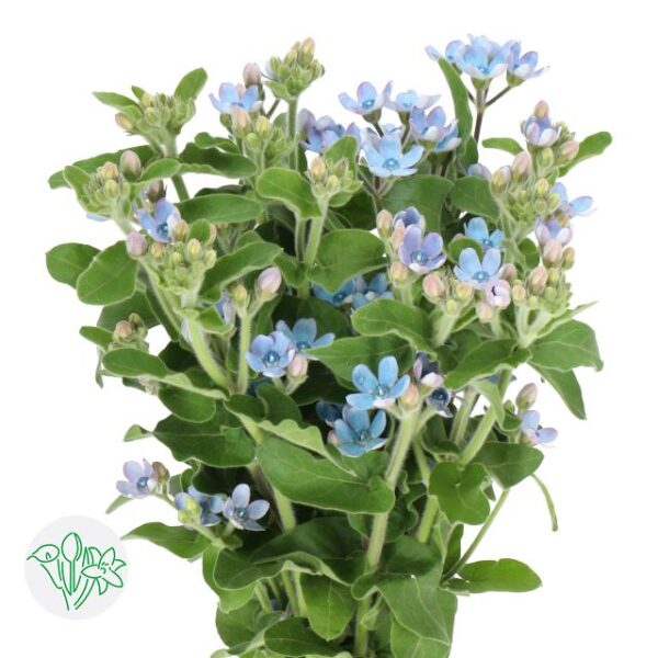 Tweedia Blue