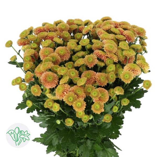 Chrysanthemum Santini Jeanny Peach