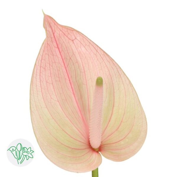 Anthurium Marea