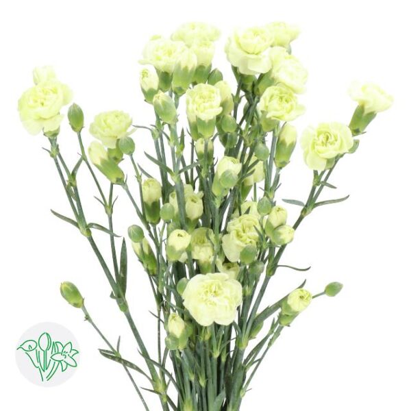 Carnation Spray Arena