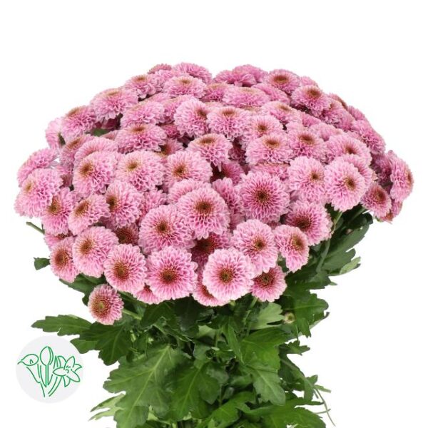 Chrysanthemum Santini Doria Pink
