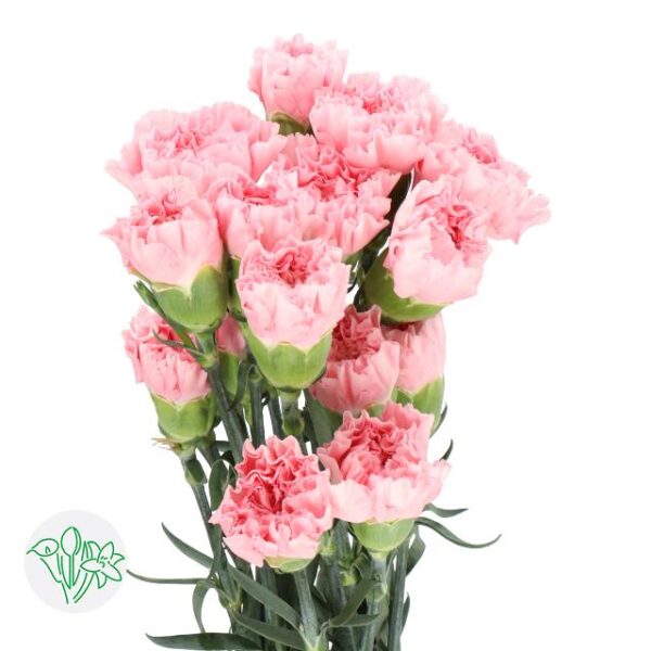 Carnation Jodie