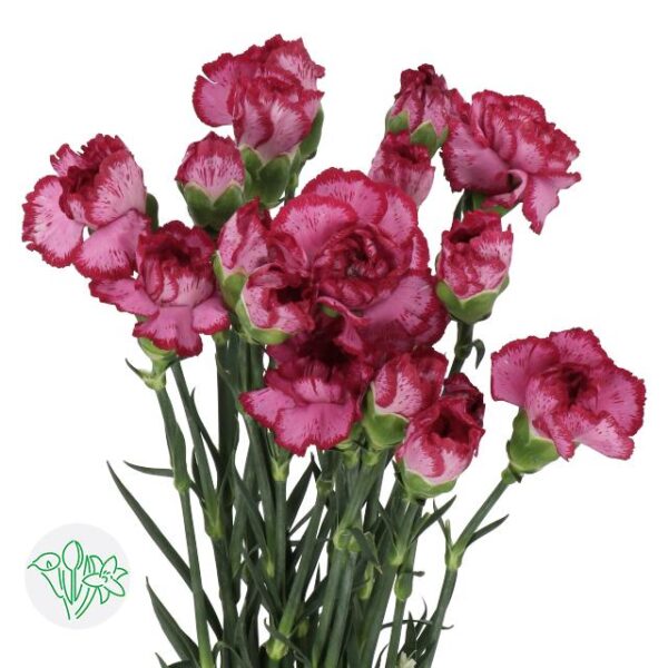 Carnation Bacarat Purple