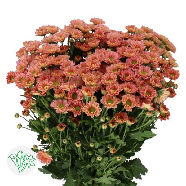 Chrysanthemum Santini Rossi Smokey