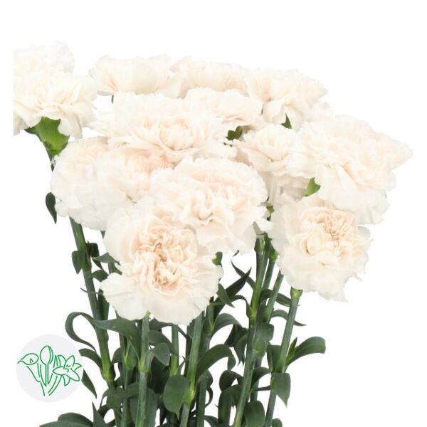 Carnation Moon Golem