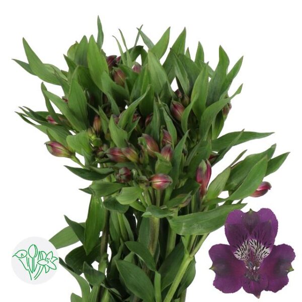 Alstroemeria Carline
