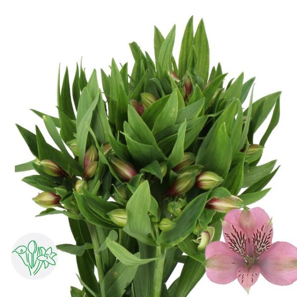 Alstroemeria Elegance