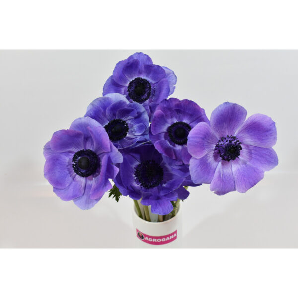 Anemone Blue