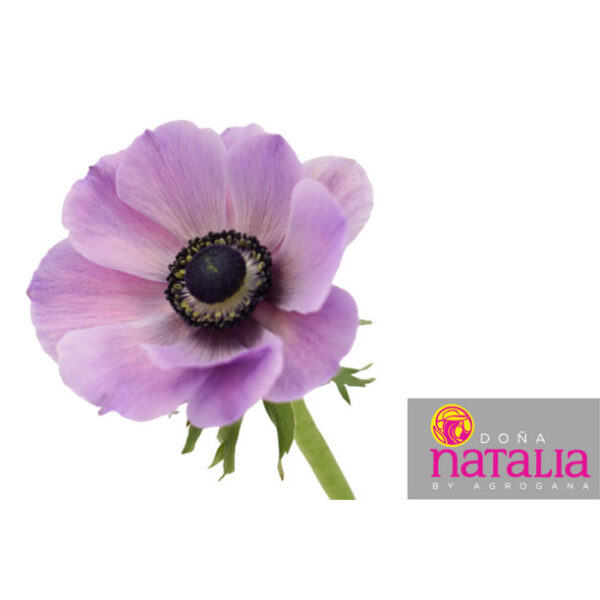 Anemone Soft Purple