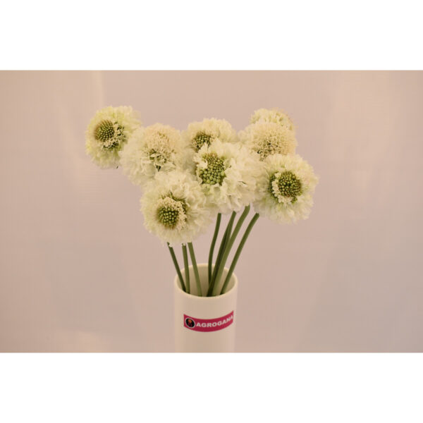 Scabiosa Focal White