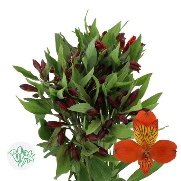 Alstroemeria Hiphop