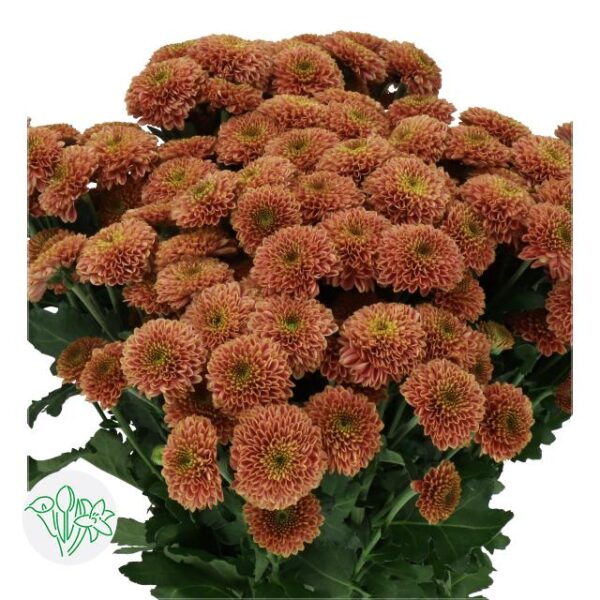 Chrysanthemum Santini Doria Cherry