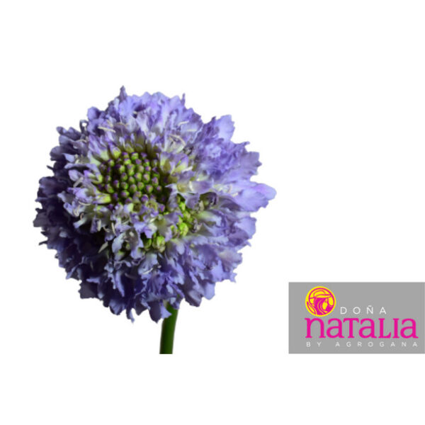 Scabiosa Focal Lilac