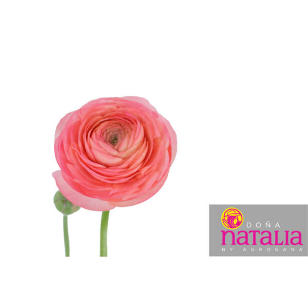 Ranunculus Coral
