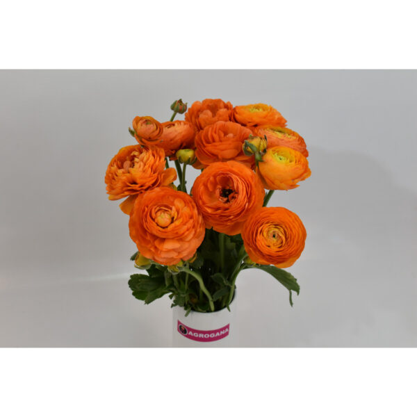 Ranunculus Orange