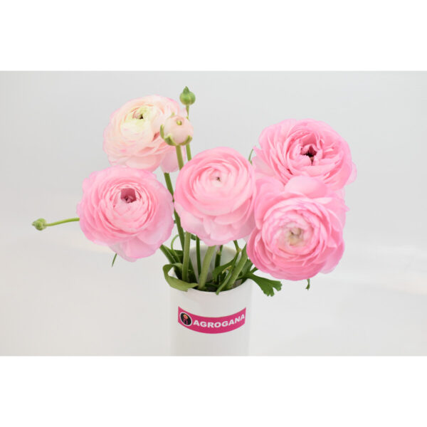 Ranunculus Light Pink