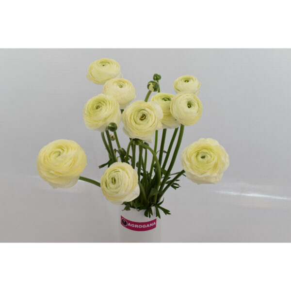 Ranunculus Cream