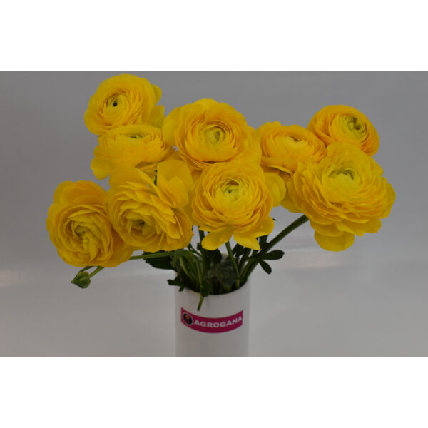 Ranunculus Yellow