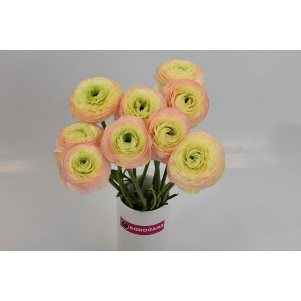 Ranunculus Taureg