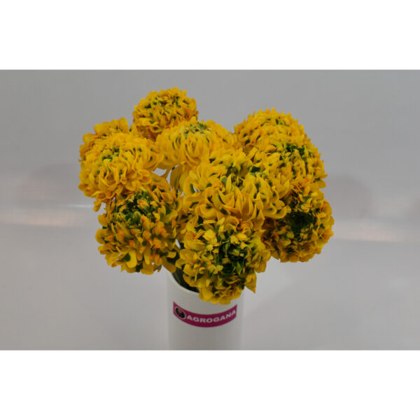 Ranunculus Pon Pon Merlino