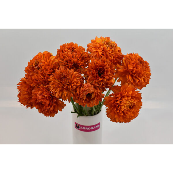 Ranunculus Pon Pon Garfield