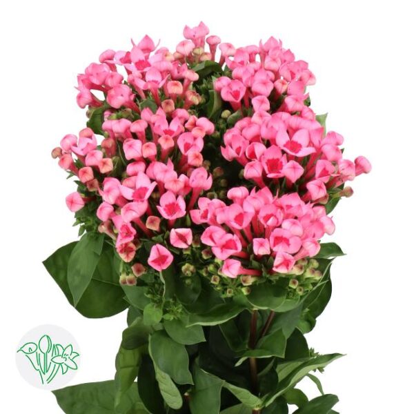 Bouvardia Maj Hot Pink