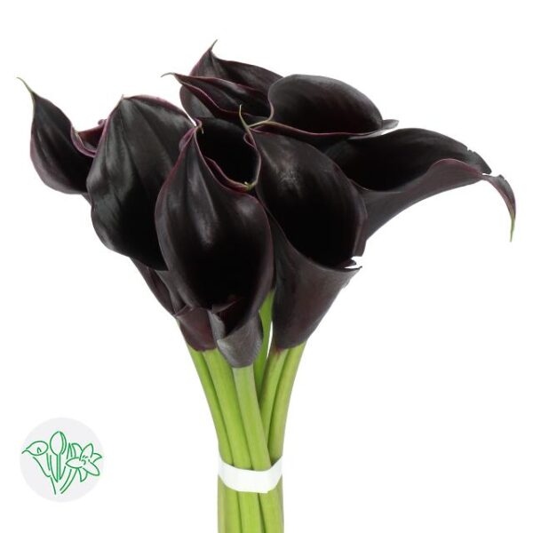 Calla Captain Beretta