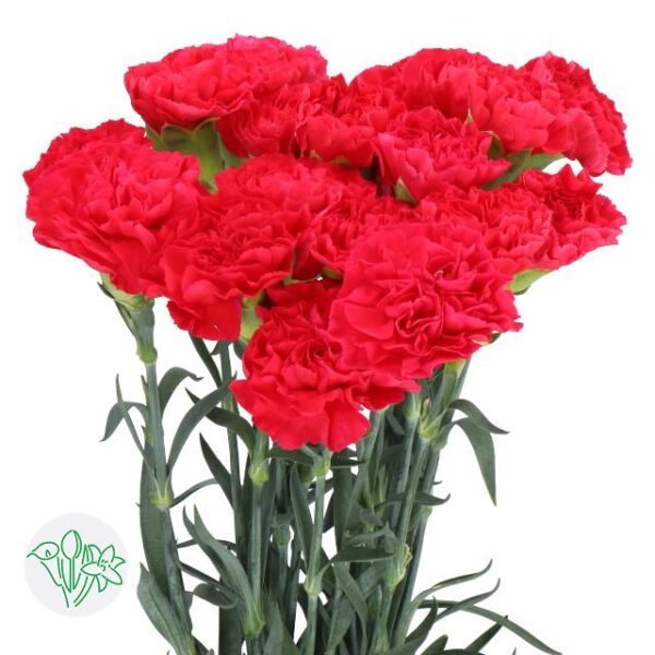 Carnation Mandalay