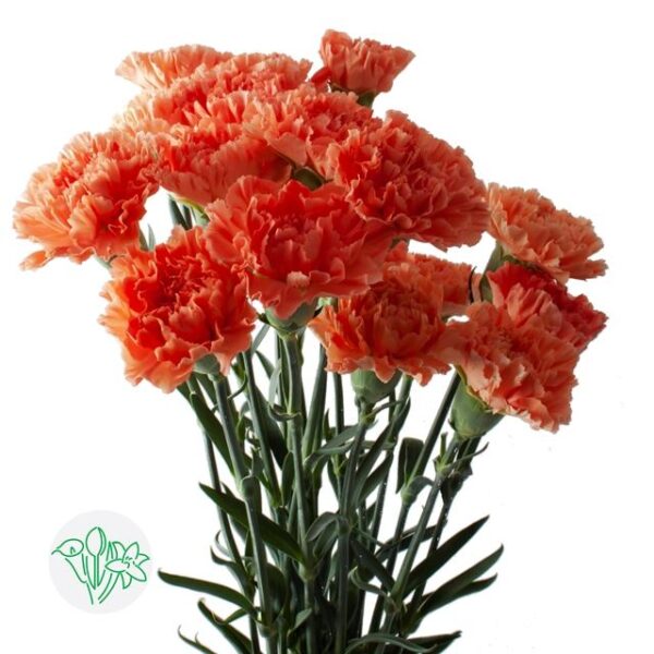 Carnation Hermes Orange
