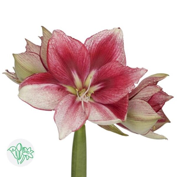 Amaryllis Lieve
