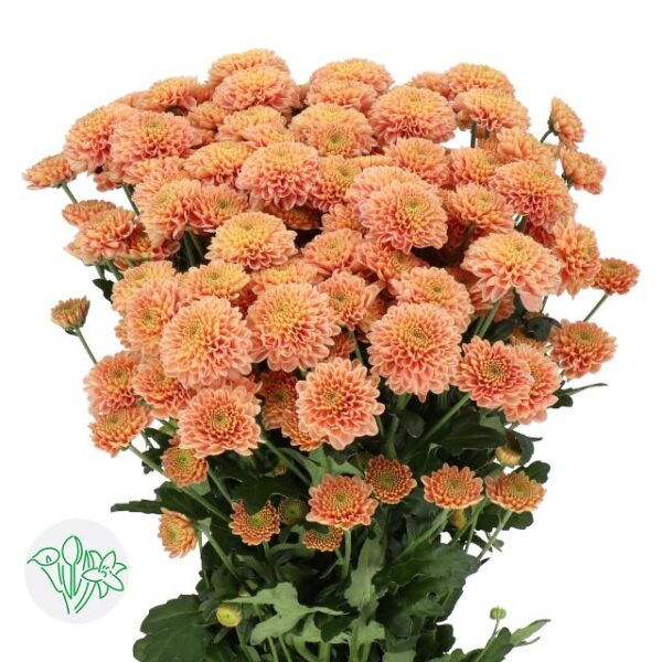 Chrysanthemum Santini Ellison Salmon