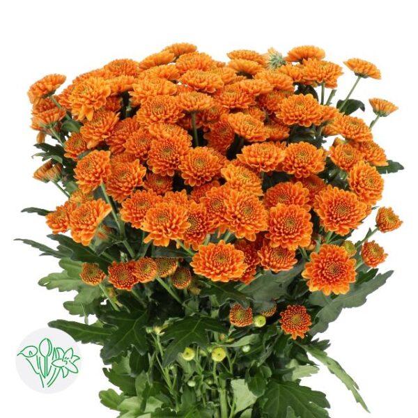 Chrysanthemum Santini Ellison Orange