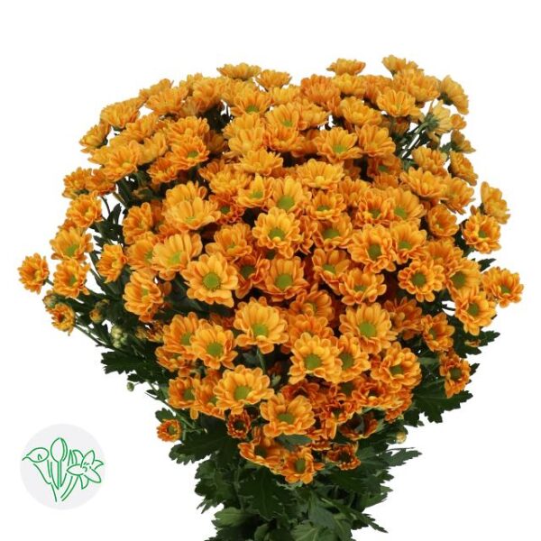 Chrysanthemum Santini Rossi Orange