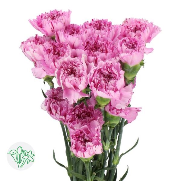 Carnation Yukari Scuro