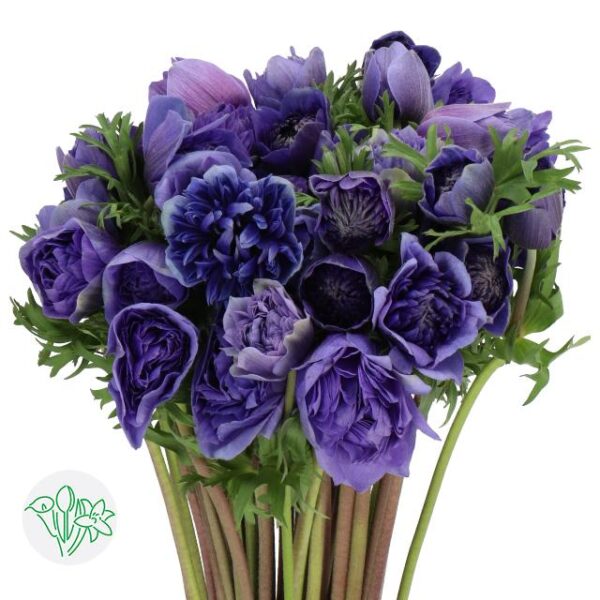 Anemone Fullstar Deep Blue