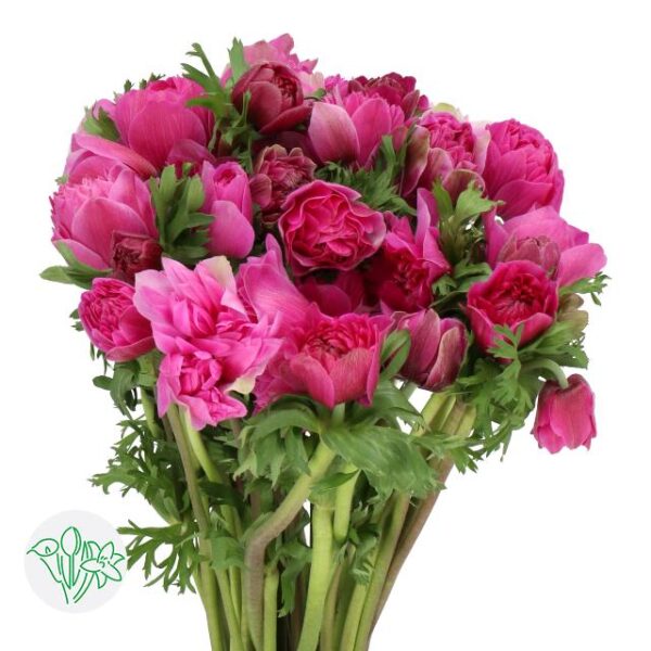 Anemone Fullstar Bright Rose