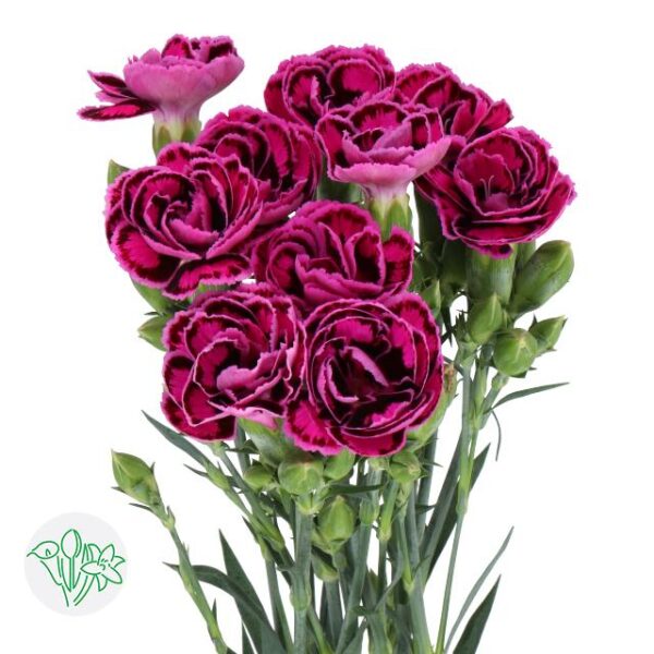 Carnation Spray Tropic Butterfly