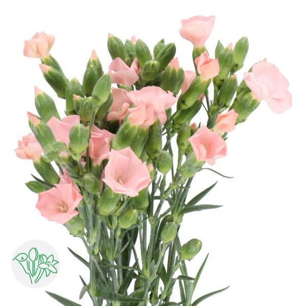 Carnation Solomio Spray Cas