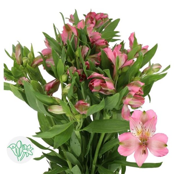 Alstroemeria Posh Pink