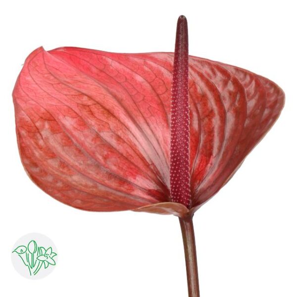 Anthurium Cantello