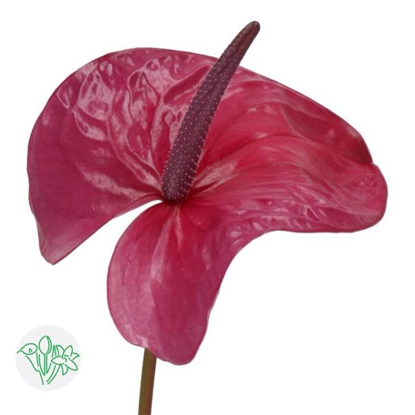 Anthurium Utah