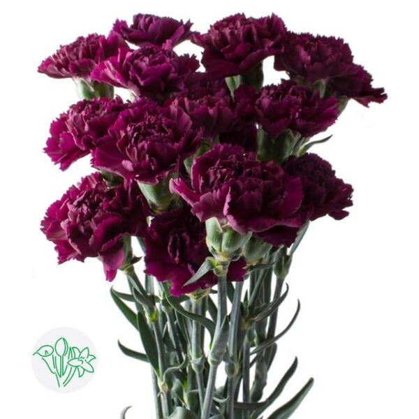 Carnation Florigene Moontea