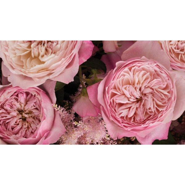 Rose Garden Constance