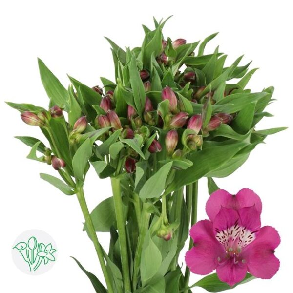 Alstroemeria Casanova