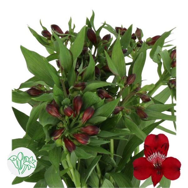 Alstroemeria Nirvana