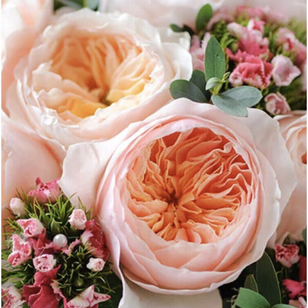 Rose Garden Juliet