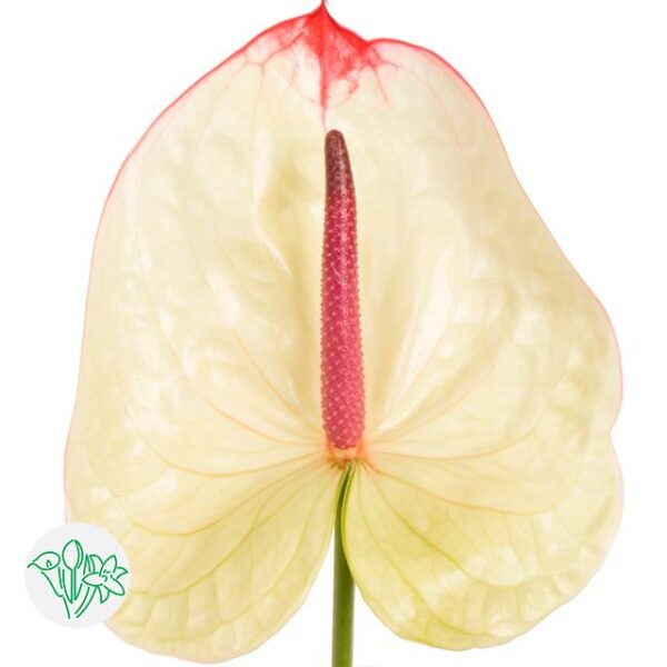 Anthurium Kaseko
