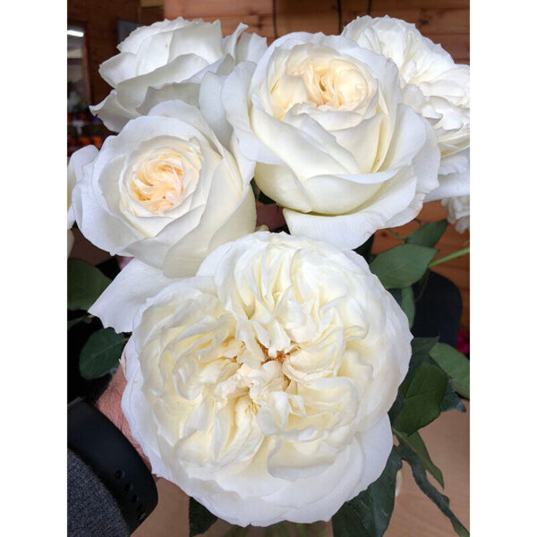 Rose Garden Leonora
