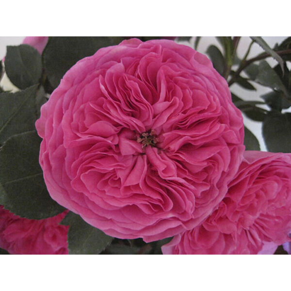 Rose Garden Baronesse