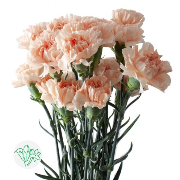 Carnation Noviado